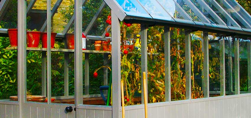 Home grown fruit and veg in a lovely new greenhouse edwardian greenhouse in medium grey full of blossoming fruit and veg