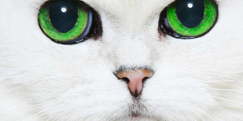 extreme close up photograph of a white long haired cats face with amazing green eyes and the curest pink nose